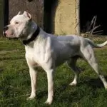 Milano, clochard accarezza cane: proprietario lo uccide a calci e pugni