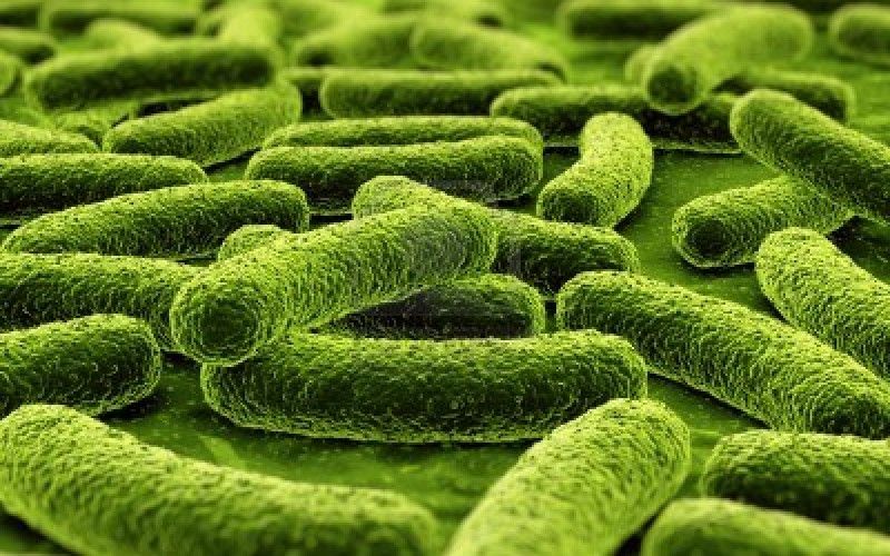 Usa, antibiotico potentissimo debellerà superbatteri resistenti ai medicinali