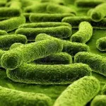 Usa, antibiotico potentissimo debellerà superbatteri resistenti ai medicinali