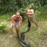 Anaconda gigantesca ingoia cucciolo di cane: catturata da Sebastien Bascoules