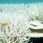 Barriere coralline: sbiancamento dovuto a surriscaldamento acque