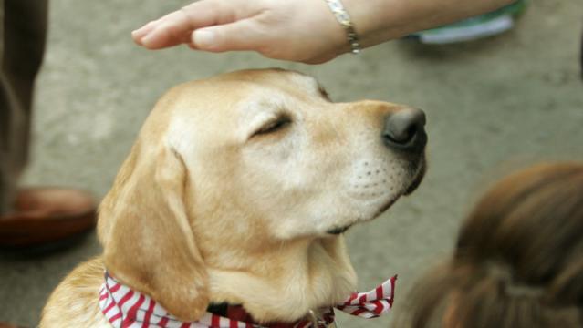Pet therapy: cani al Policlinico San Marco di Mestre, sperimentazione al via