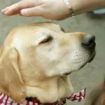 Pet therapy: cani al Policlinico San Marco di Mestre, sperimentazione al via