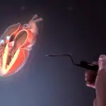 Ologrammi in 3D soppianteranno ecografie: metodo in fase beta