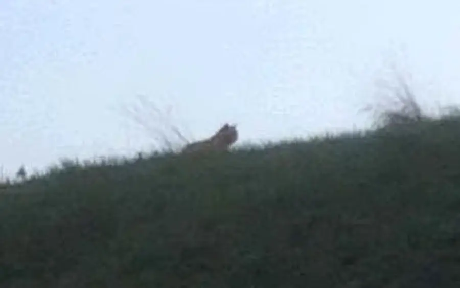 Parigi, tigre passeggia tranquillamente: immagini sul web