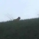 Parigi, tigre passeggia tranquillamente: immagini sul web