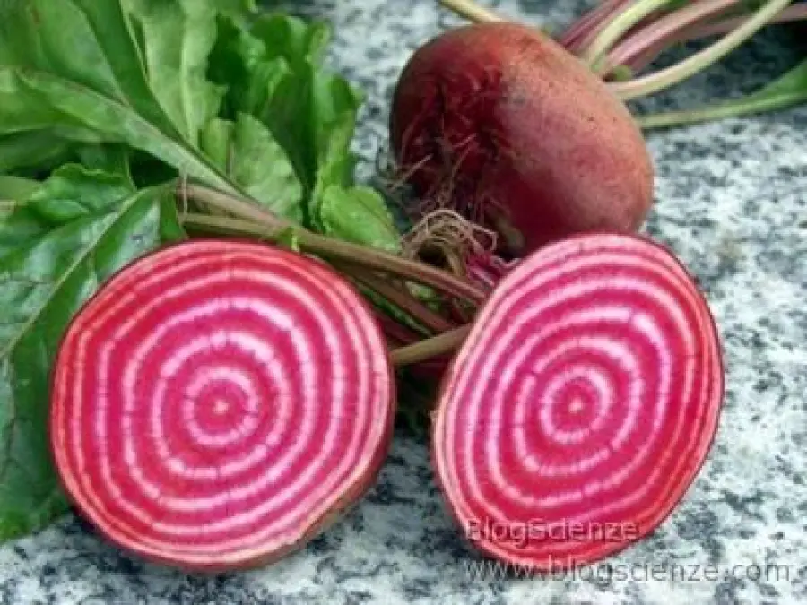Barbabietola da zucchero sostituirà sangue? Versione vegetale dell'emoglobina