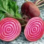 Barbabietola da zucchero sostituirà sangue? Versione vegetale dell'emoglobina