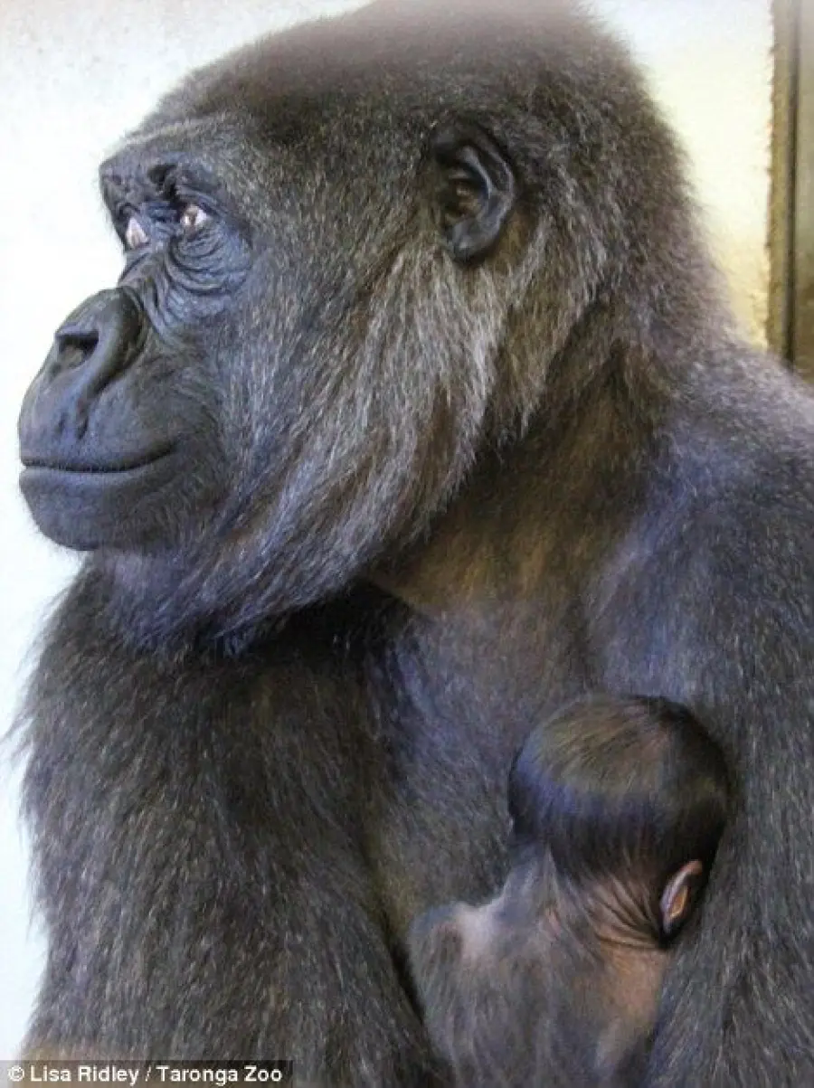 Sidney, nasce cucciolo di gorilla al Taronga Zoo: Mjukuu