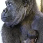 Sidney, nasce cucciolo di gorilla al Taronga Zoo: Mjukuu