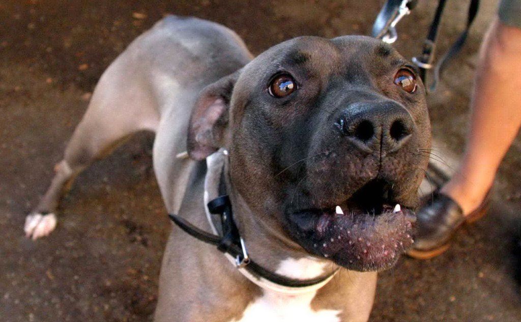 Napoli, algerino tenta di rubare iPhone: aggredito da pitbull