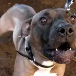 Napoli, algerino tenta di rubare iPhone: aggredito da pitbull