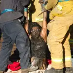 California, ladra resta incastrata in un camino: salvata e arrestata