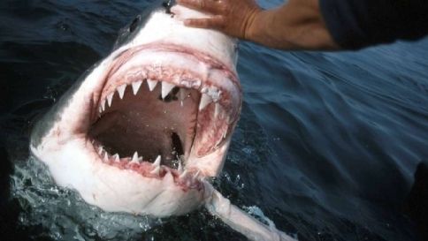 Hawaii, mette in fuga squalo tigre con tavola da surf