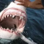Hawaii, mette in fuga squalo tigre con tavola da surf