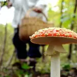 Corigliano, mangiano funghi velenosi e muoiono: gravi due persone