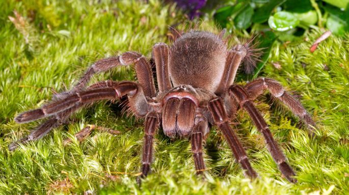 Tarantola Golia: ragno più grosso al mondo, incontro ravvicinato di Piotr Naskrecki