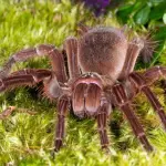 Tarantola Golia: ragno più grosso al mondo, incontro ravvicinato di Piotr Naskrecki