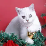 Vacanze natalizie al mare in destinazioni da sogno. Ecco dove prenotare!