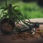 Effetti dell'olio di Cannabis sul nostro organismo