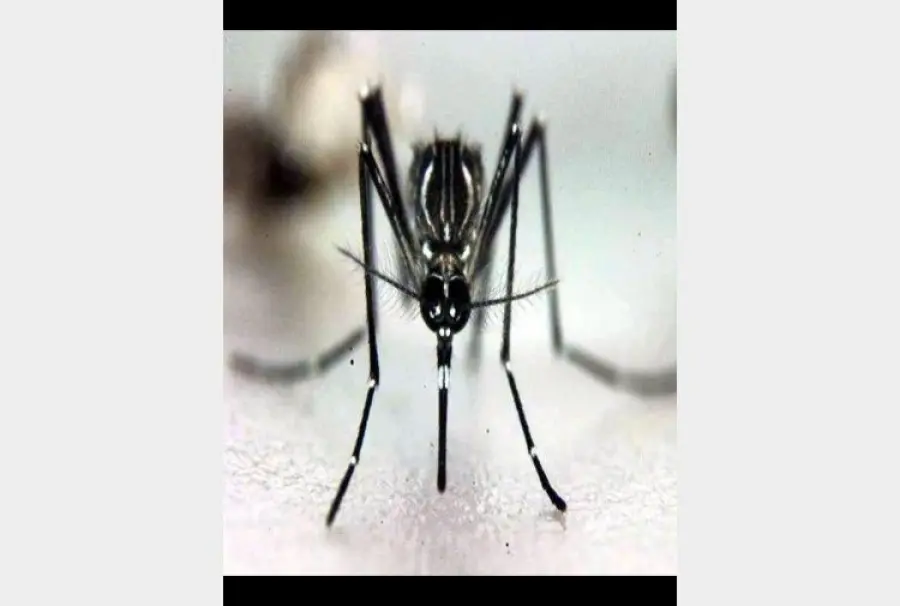 Dengue ad Arezzo, disinfestazione