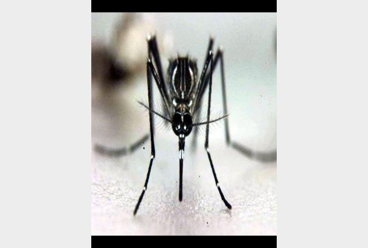Dengue ad Arezzo, disinfestazione