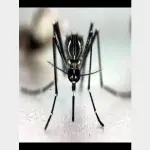 Dengue ad Arezzo, disinfestazione