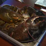 Aragosta di 110 anni muore durante viaggio verso Maine State Aquarium