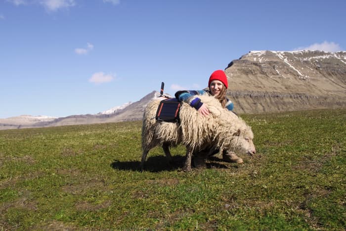 Sheep View 360: pecore per mappare Far Oer