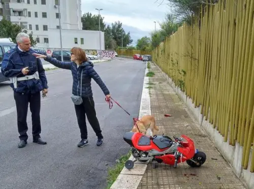 Minimoto: incidente sul circuito di Viadana, bimbo contro cancello
