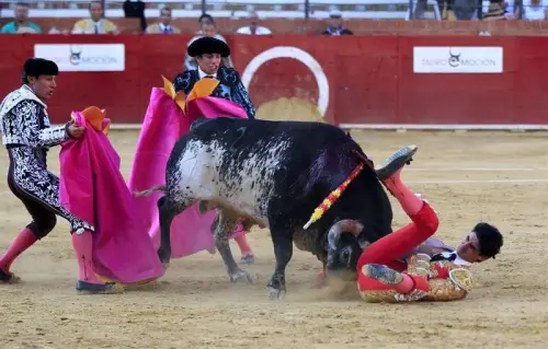 Torero ucciso dal toro durante corrida: non succedeva da 31 anni