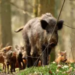 Cinghiale abbattuto a Genova, ok di Doria