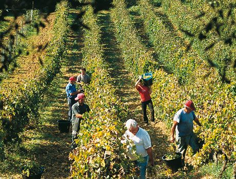 Vendemmia, Multato perché Ha Invitato Amici