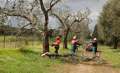 Xylella Fastidiosa: Eradicazione Parte a Trepuzzi