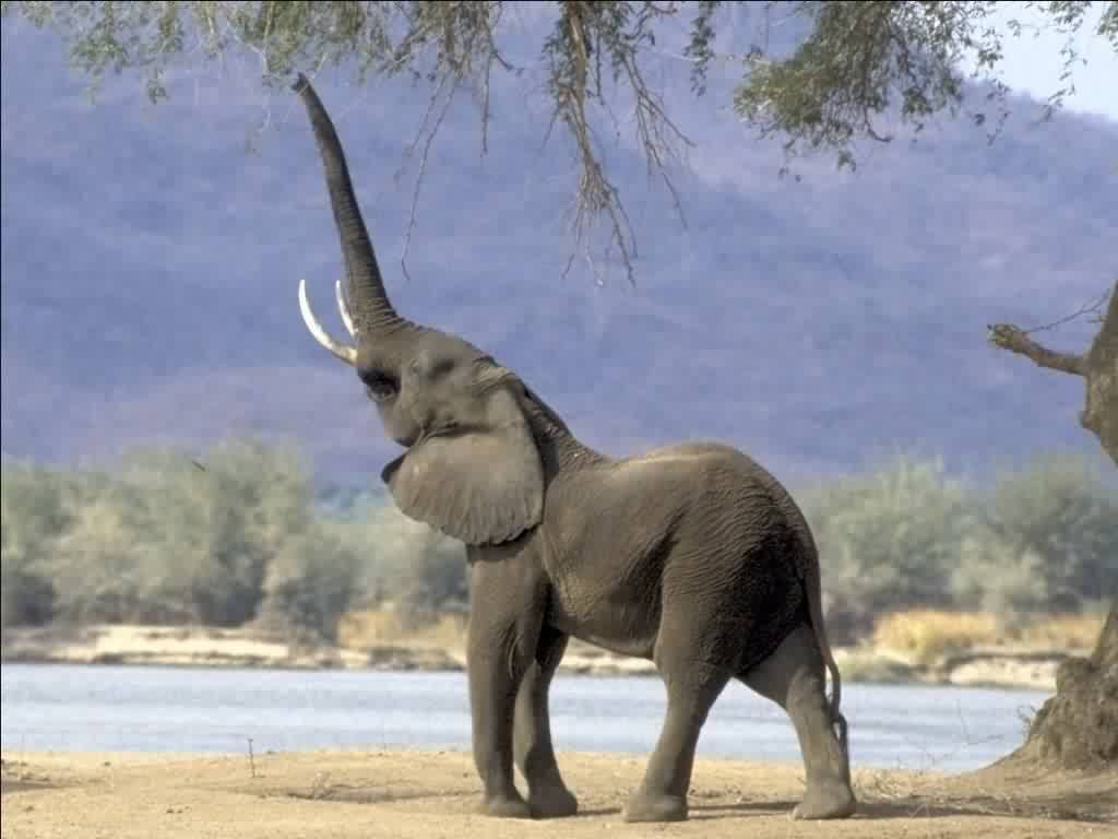 Elefanti Nascondono Segreto per Sconfiggere Cancro?