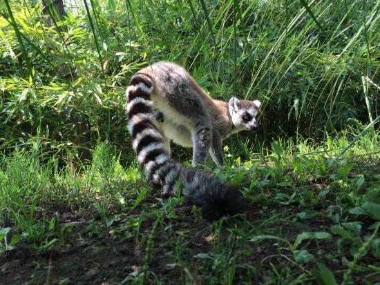 Lemuri Madagascar Salvati dall'Italia