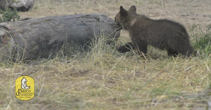 Orsetta Morena Rilasciata a Novembre