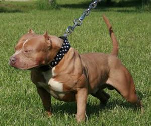 Lucca, Pitbull Azzanna Bimba