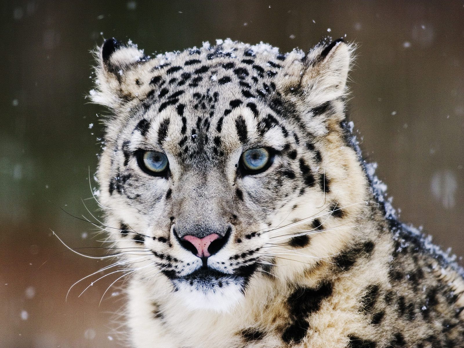 WWF Avverte: "Leopardo delle Nevi Rischia Estinzione"