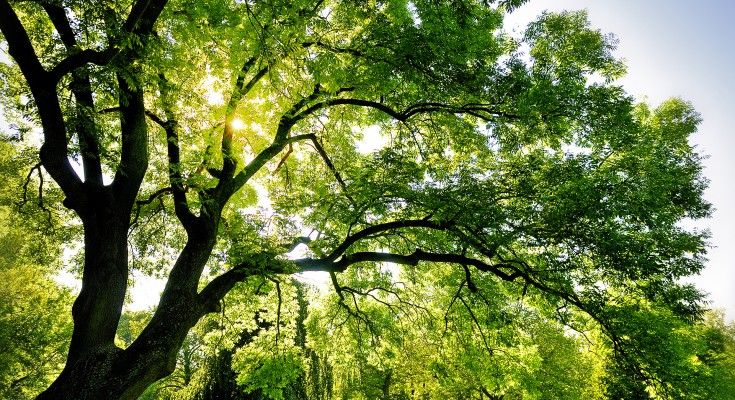 Giornata Nazionale Dell'albero 2015