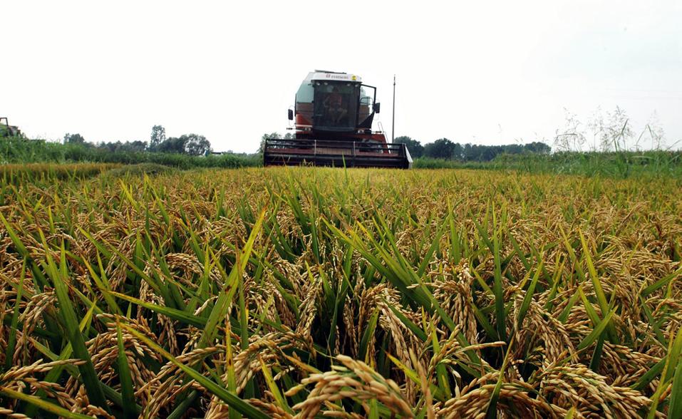 Riso Bio Prodotto con Diserbanti: 6 Aziende Vercellesi Denunciate