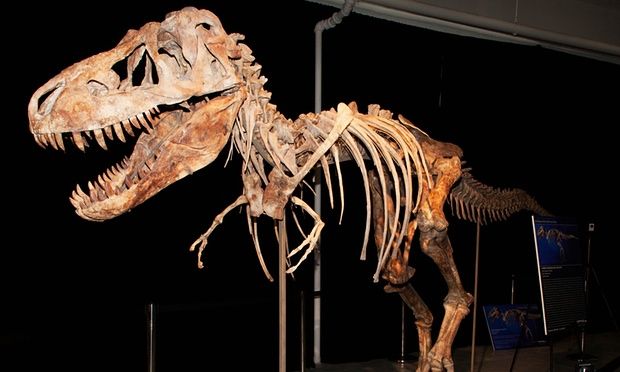 Nicolas Cage restituirà a Mongolia scheletro T-Rex