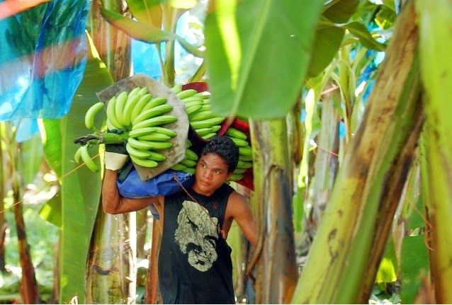 Banane: estinzione vicina per malattia di Panama