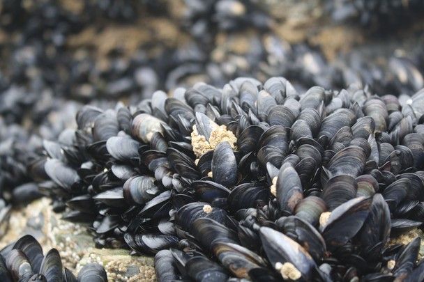 Dalle cozze una potente colla