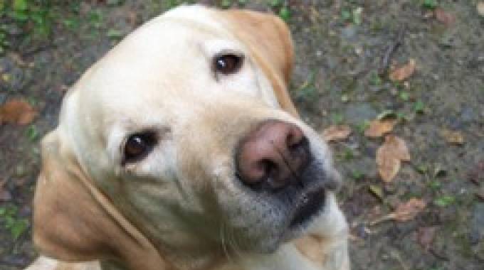 Cannella è morta: simbolo della pet therapy in Italia