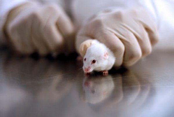 Sperimentazioni sugli Animali Addio con Colture Cellulari nei Laboratori?