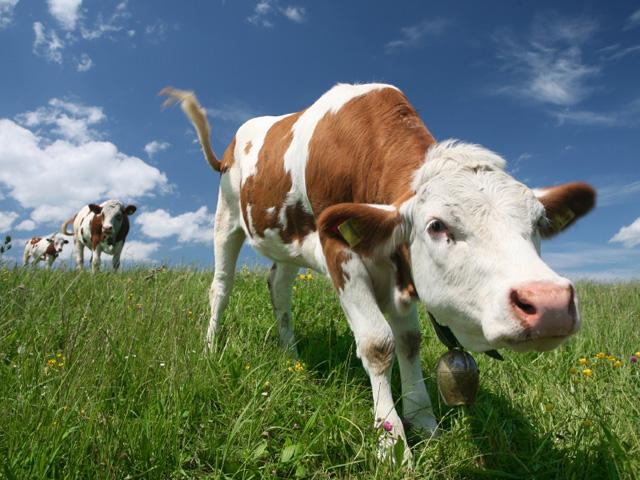 Bestiame in Estinzione: Fao Lancia Monito