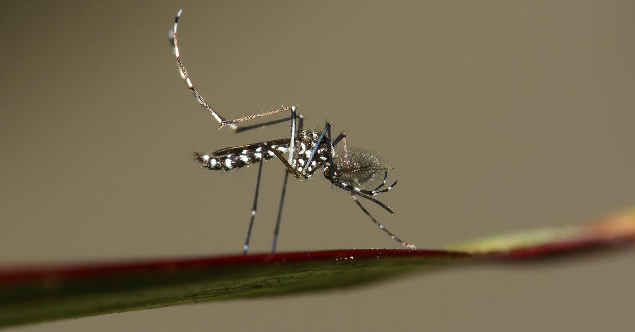 Zika Sferza Brasile: Olimpiadi Rio in Bilico?