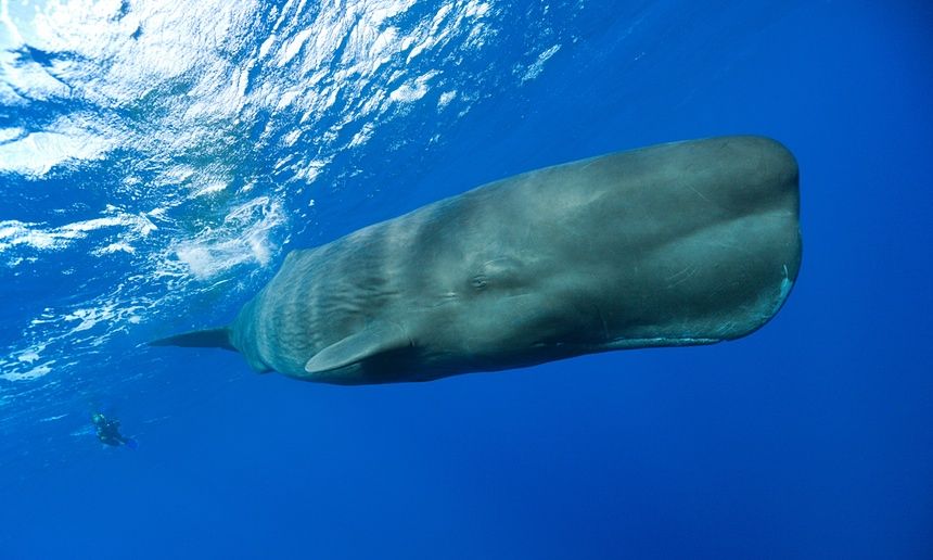 Pornhub Difende Balene con Iniziativa Originale