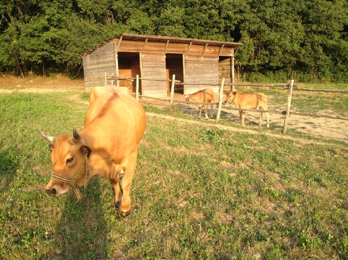 Coldiretti Lancia Allarme Estinzione Animali Fattorie